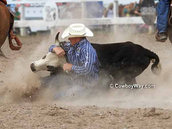 A steer wrestler begins to wrestle
his steer A steer wrestler begins to wrestle his steer