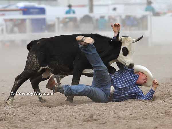 A steer breaking away A steer breaking away