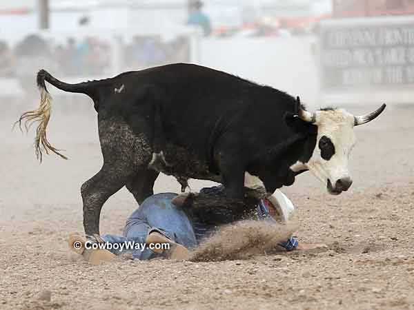 A steer tromping over a steer wrestler A steer tromping over a steer wrestler