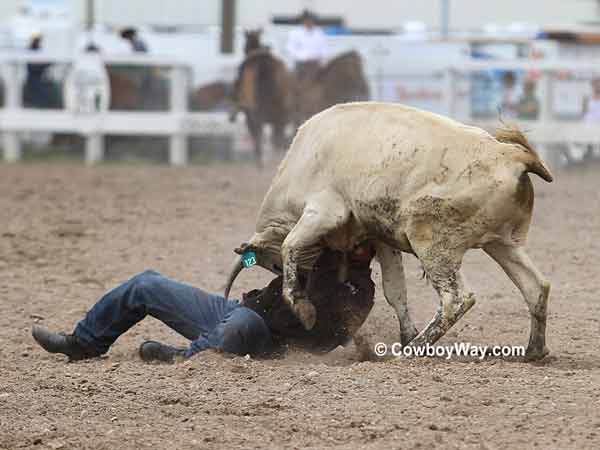 Steer wrestler Kyle Whitaker struggles with his steer wrestling steer