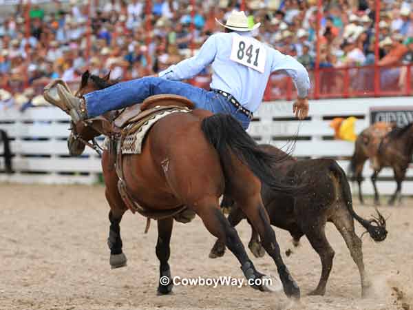 Steer wrestler Trace Nickolson, Taber, AB