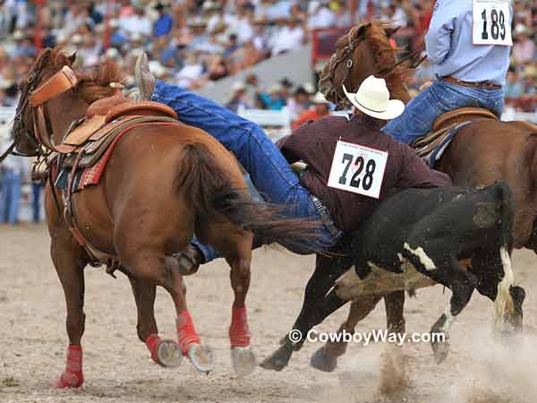 Steer wrestler odd Maughan, Airdrie AB