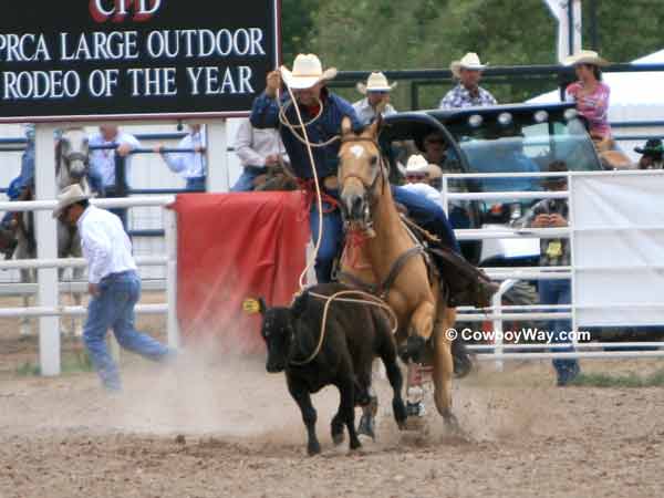 Tie down roping at the Cheyenne Frontier Days rodeo