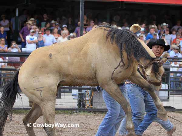 A buckskin wild horse jumps forward A buckskin wild horse jumps forward