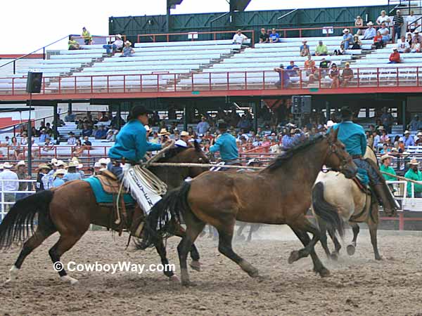 Leading wild horses