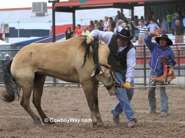 A buckskin wild horse A buckskin wild horse