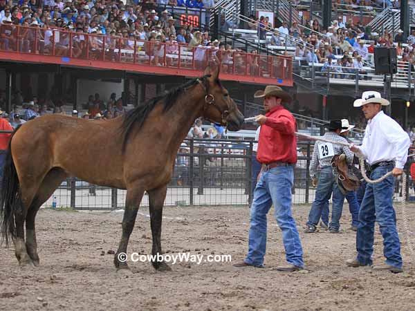Wild horses and contestants wait for the start of the race Wild horses and contestants wait for the start of the race