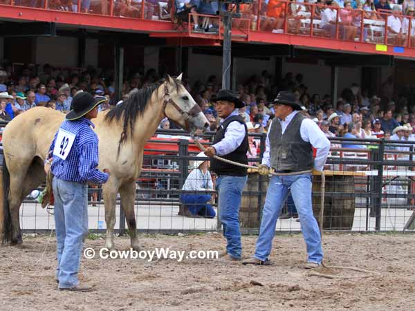 A buckskin colored wild horse in the race