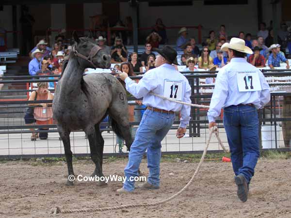 A blue roan wild horse