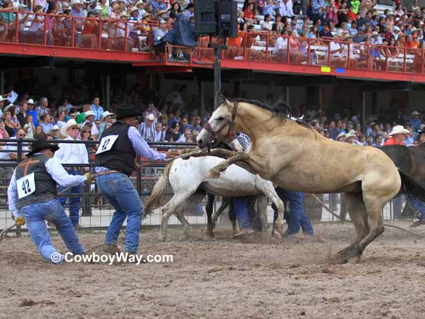 A wild horse paws at his team A wild horse paws at his team