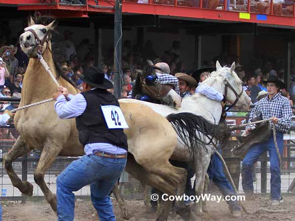 The wild horse race at Cheyenne Frontier Days The wild horse race at Cheyenne Frontier Days