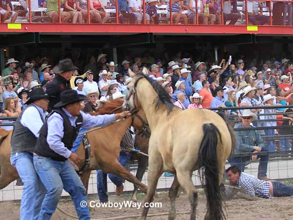 A wild horse and its rider gallop up 
the racetrack