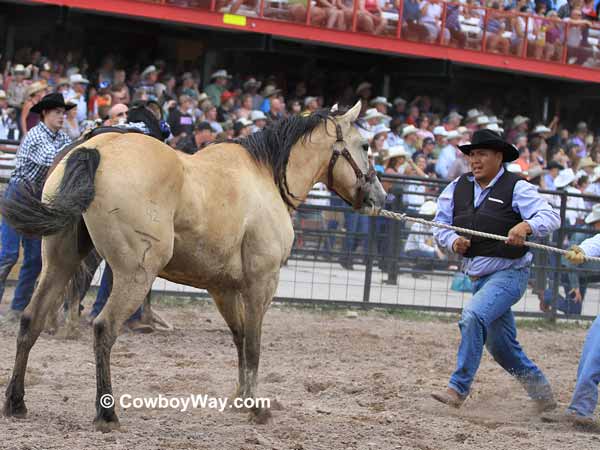 A buckskin wild horse faces down his team