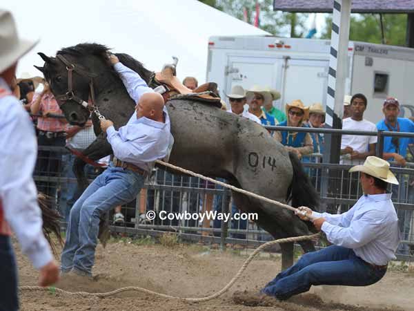 A blue roan wild horse lunges forward