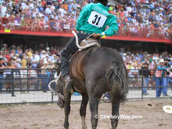 A wild horse turns and goes the right direction A wild horse turns and goes the right direction