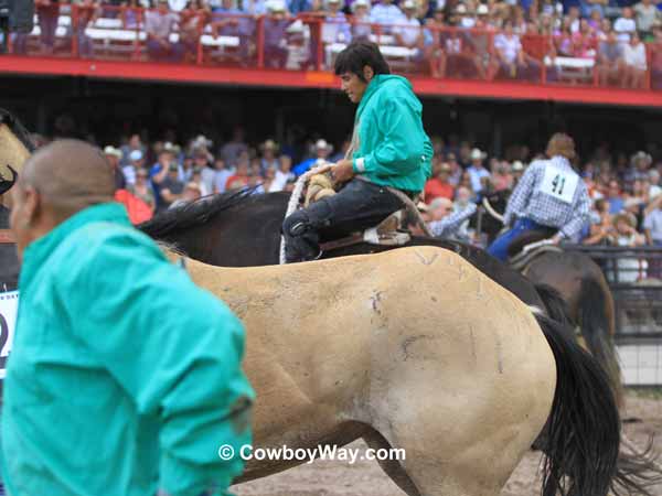 A wild horse turns and goes the wrong direction A wild horse turns and goes the wrong direction