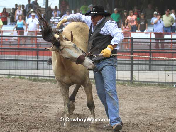 A wild horse lunges A wild horse lunges