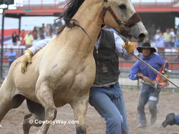 A wild horse begins to run away A wild horse begins to run away