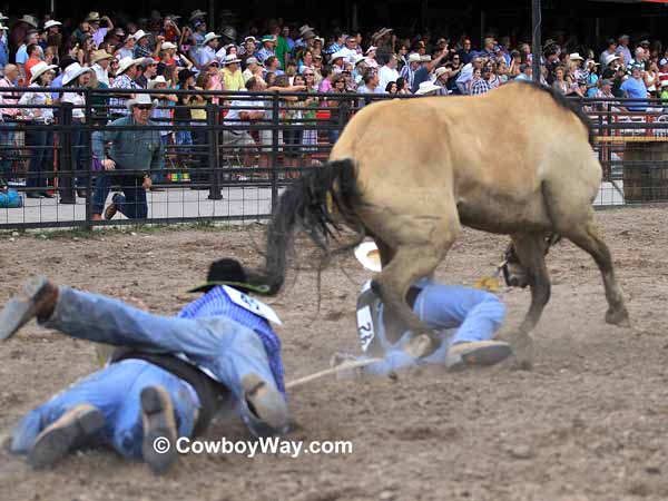 A wild horse tramples a contestant A wild horse tramples a contestant