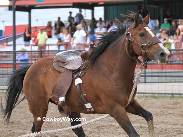 A wild horse runs down the racetrack with a saddle but no rider A wild horse runs down the racetrack
with a saddle but no rider