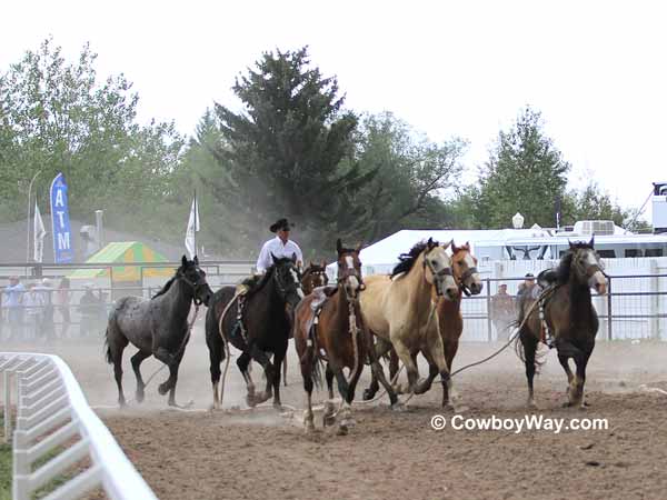 A pickup man drives a group of wild horses A pickup man drives a group of wild horses