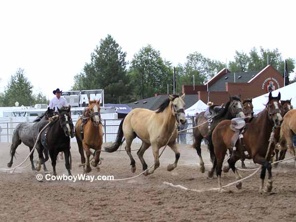A group of wild horses lope up the racetrack A group of wild horses lope up the racetrack
