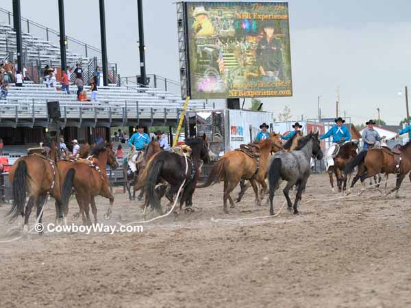 Pickup men haze wild horses into the arena Pickup men haze wild horses into the arena