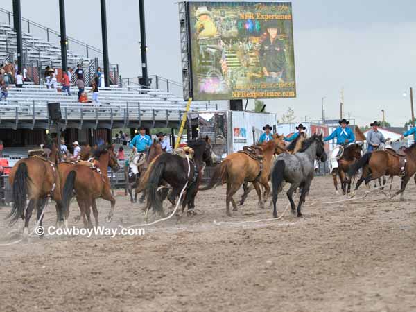 Pickup men haze wild horses into the arena