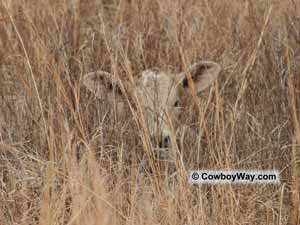 Camouflage