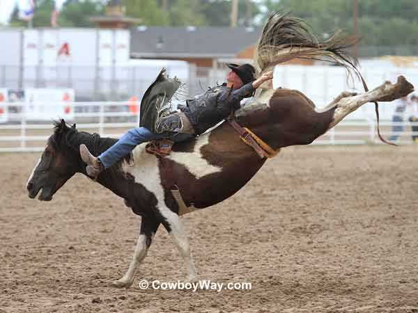 Bareback bronc rider Orin Larsen on bronc Flash Flood A bareback bronc rider makes a successful ride on a spotted bronc