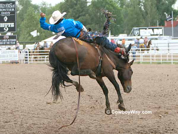 Jessy Davis on bareback bronc Short Fuse Jessy Davis on bareback bronc Short Fuse