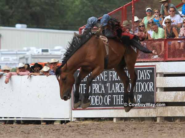 Bronc rider Bo Casper and bronc Dakota Babe Bronc rider Bo Casper and bronc Dakota Babe