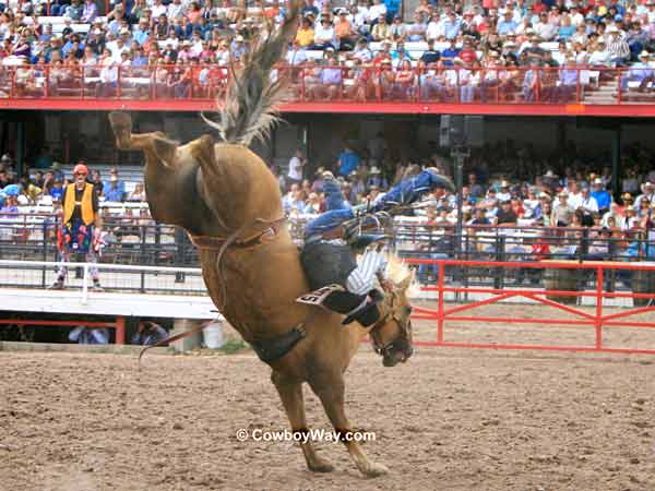 A bronc rider comes off his bronc A bronc rider comes off his bronc