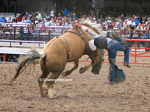 A bareback bronc twists in the air A bareback bronc twists in the air
