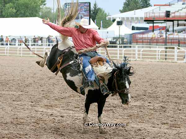 A saddle bronc rider on a spotted bronc A saddle bronc rider on a spotted bronc
