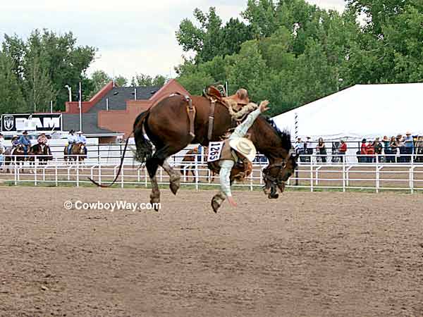 Elliot French and saddle bronc Chuckulator Elliot French and saddle bronc Chuckulator