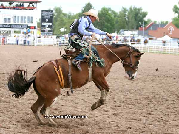 Saddle Bronc rider Jacobs Crawley on saddle bronc Justins Angel Saddle Bronc rider Jacobs Crawley
on saddle bronc Justins Angel