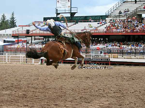A saddle bronc jumps high into the air A saddle bronc jumps high into the air