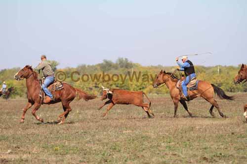 Chops Pasture Roping, 10-04-12 - Photo 4