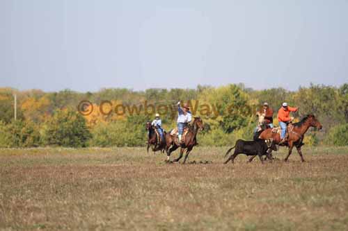 Chops Pasture Roping, 10-04-12 - Photo 5