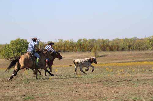 Chops Pasture Roping, 10-04-12 - Photo 7