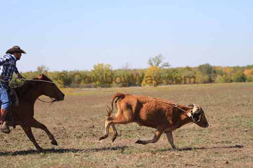 Chops Pasture Roping, 10-04-12 - Photo 48