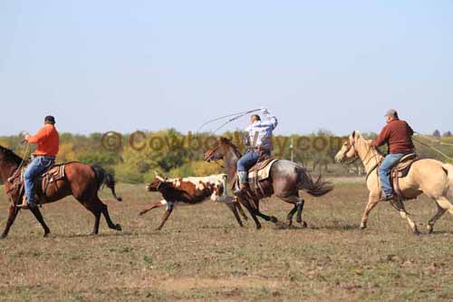 Chops Pasture Roping, 10-04-12 - Photo 55