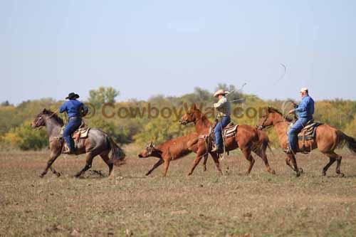 Chops Pasture Roping, 10-04-12 - Photo 61