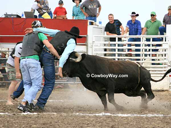 Circle Of Fear bull hits a man in the chest