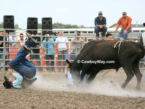 Bull knocks contestant out of the Circle Of Fear