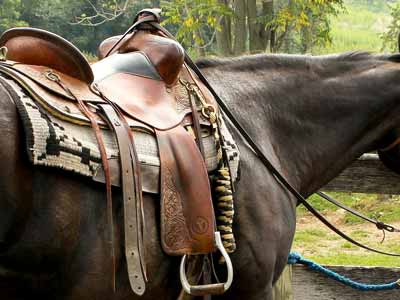 A Circle Y saddle on a horse