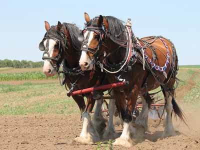 Two Clydesdale horses in draft harness pull a plow