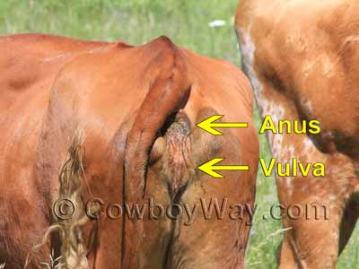 Looking underneath the tail of a cow