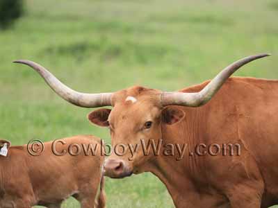 A red cow with horns